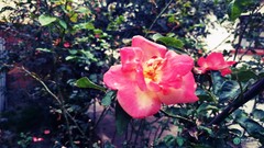 Rosa chinensis