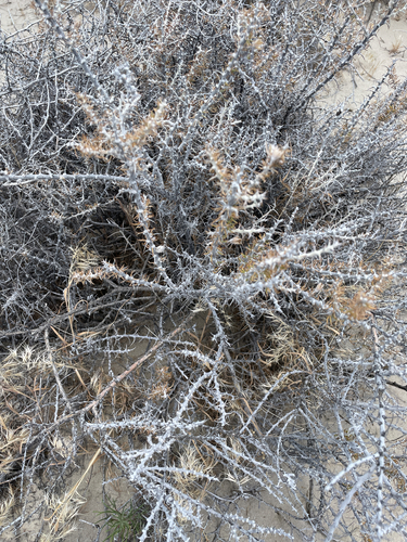 Tetradymia spinosa observed 2026-06-28