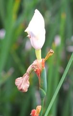 Dietes bicolor