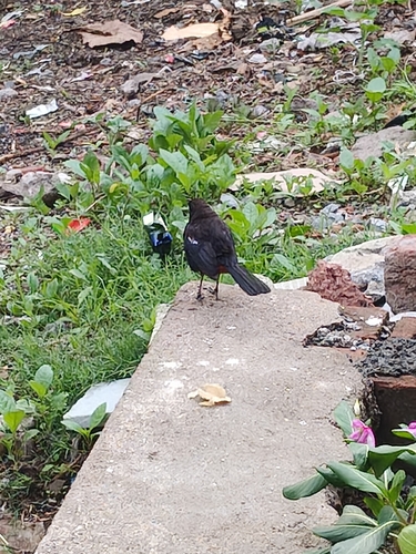 Indian Robin