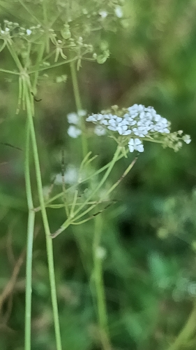 Ptilimnium nuttallii, photograph 5