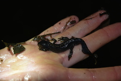 Ichthyosaura alpestris alpestris