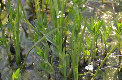 Sagittaria platyphylla