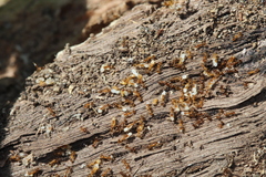 Solenopsis punctaticeps