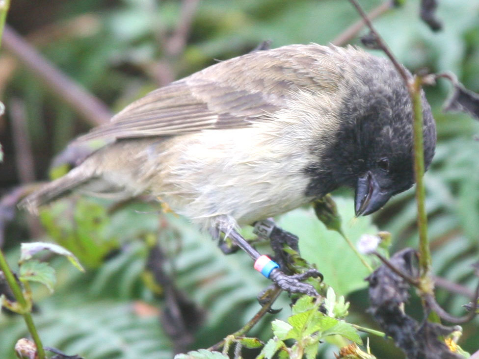 Large Tree-Finch