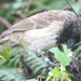 Large Tree-Finch - Photo (c) Paul McFarling, some rights reserved (CC BY-NC-ND), uploaded by Paul McFarling