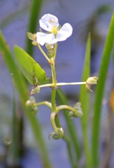 Sagittaria platyphylla