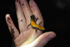 Ichthyosaura alpestris alpestris