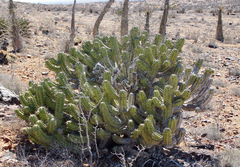 Myrtillocactus cochal