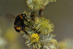 Bombus terrestris audax