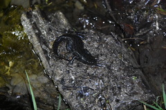 Ichthyosaura alpestris alpestris
