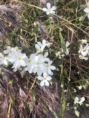 Phlox tenuifolia