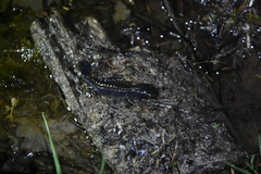 Ichthyosaura alpestris alpestris