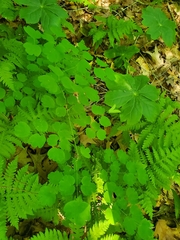 Thalictrum thalictroides