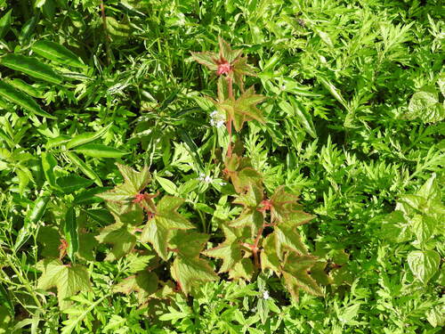 Begonia biserrata, photograph 1