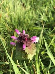 Lamium purpureum