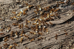 Solenopsis punctaticeps