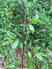 Cotoneaster salicifolius