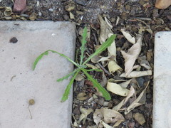 Dimorphotheca pluvialis