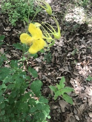 Aquilegia chrysantha