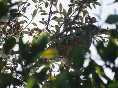 Turdus olivaceus