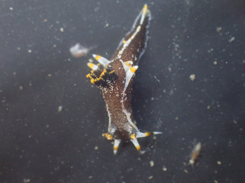 Hedgpeth's Dorid