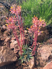 Dudleya saxosa collomiae