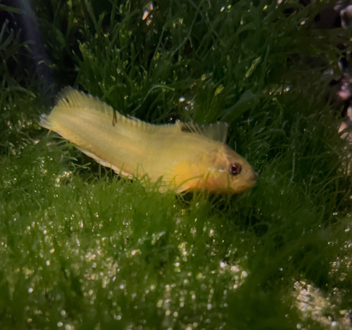 Emerald Weedfish