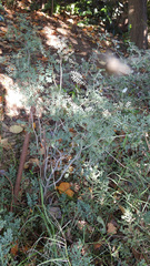 Libidibia paraguariensis