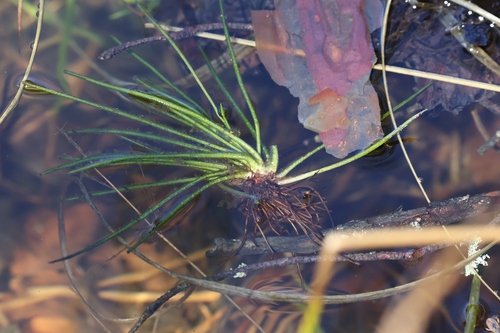 Isoetes lacustris, photograph 1