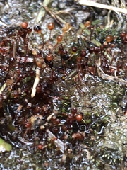 Physcomitrium pyriforme