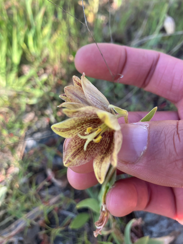 Fritillaria agrestis, photograph 2