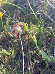 Fritillaria agrestis, photograph author not stated, no rights reserved