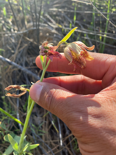 Fritillaria agrestis, photograph 3