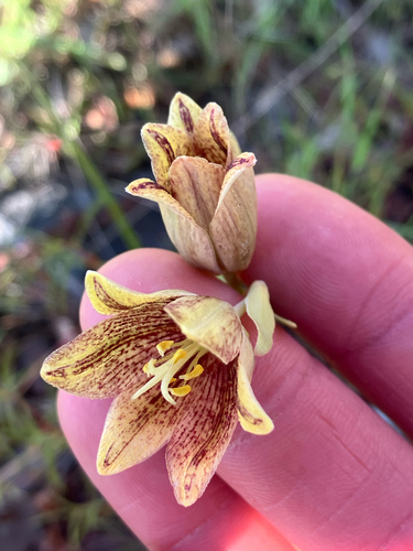Fritillaria agrestis, photograph 1