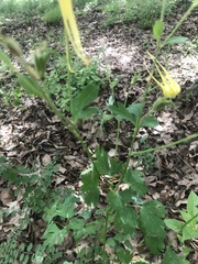 Aquilegia chrysantha