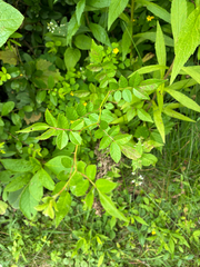 multiflora rose