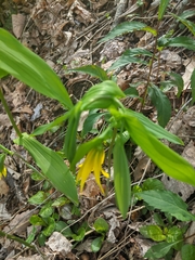 Uvularia