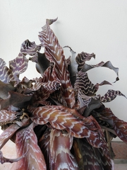 Cryptanthus zonatus