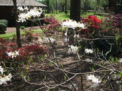 Rhododendron canescens