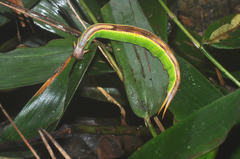 Opoptera staudingeri