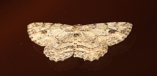 Ectropis bispinaria