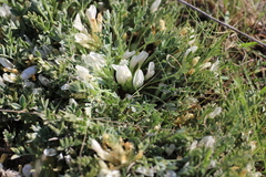 Astragalus rupifragus