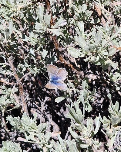 iNaturalist observation photo of Boisduval's Blue