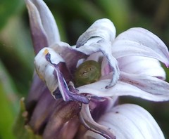 Lepidoptera