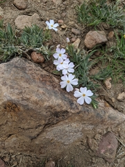 Phlox longifolia