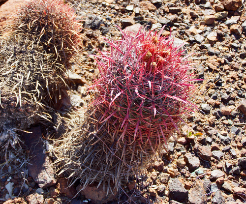 Fire Barrel Cactus
