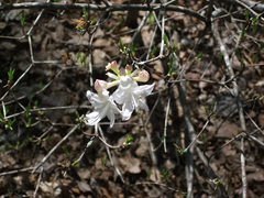 Rhododendron canescens