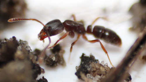 Granulate Crypt Ant