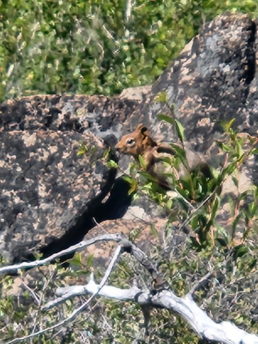 iNaturalist observation photo of Common Golden-mantled Ground Squirrel